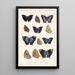 Insecta Lepidoptera Rhopalocera Pl 037 - Frederick DuCane Godman — ingelijst kunstwerk aan de muur