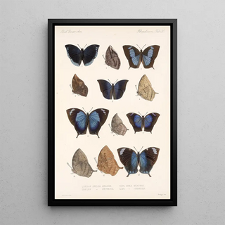 Frederick DuCane Godman - Insecta LepidopteraRhopalocera Pl 037.webp