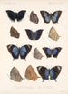 Insecta Lepidoptera Rhopalocera Pl 037 - Frederick DuCane Godman — weergave van het kunstwerk
