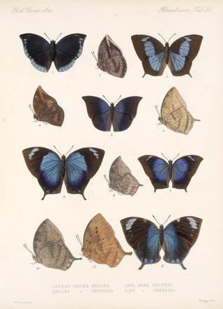 Frederick DuCane Godman - Insecta LepidopteraRhopalocera Pl 037.webp