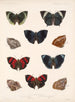 Insecten Lepidoptera Rhopalocères Pl 038 - Frederick DuCane Godman — weergave van het kunstwerk