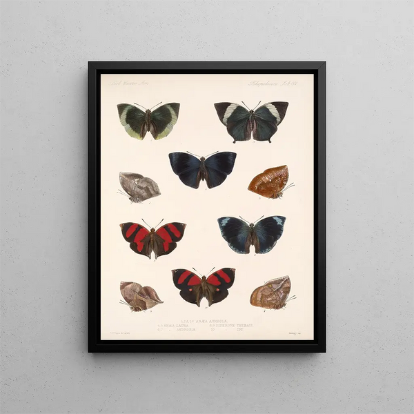 Frederick DuCane Godman - Insecta LepidopteraRhopalocera Pl 038.webp