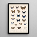 Insecta Lepidoptera Rhopalocera Pl 039 - Frederick DuCane Godman — ingelijst kunstwerk aan de muur