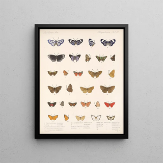 Frederick DuCane Godman - Insecta LepidopteraRhopalocera Pl 043.webp