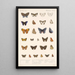 Insecta Lepidoptera Rhopalocera Pl 044 - Frederick DuCane Godman — ingelijst kunstwerk aan de muur