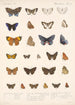 Insecta Lepidoptera Rhopalocera Pl 044 - Frederick DuCane Godman — weergave van het kunstwerk
