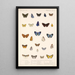 Insecta Lepidoptera Rhopalocera Pl 045 - Frederick DuCane Godman — ingelijst kunstwerk aan de muur