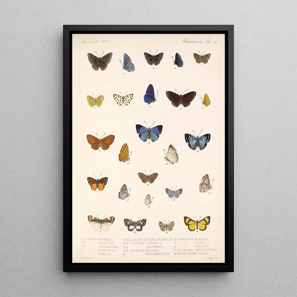 Frederick DuCane Godman - Insecta LepidopteraRhopalocera Pl 045.webp