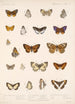 Insecta Lepidoptera Rhopalocera Pl 046 - Frederick DuCane Godman — weergave van het kunstwerk