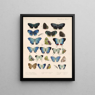 Frederick DuCane Godman - Insecta LepidopteraRhopalocera Pl 049.webp