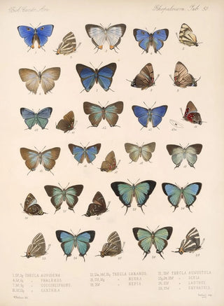 Frederick DuCane Godman - Insecta LepidopteraRhopalocera Pl 051.webp