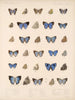 Insecten Lepidoptera Rhopalocera Pl 055 - Frederick DuCane Godman — weergave van het kunstwerk