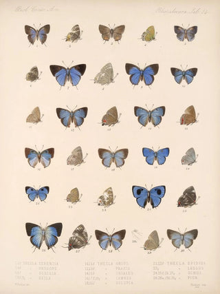 Frederick DuCane Godman - Insecta LepidopteraRhopalocera Pl 055.webp