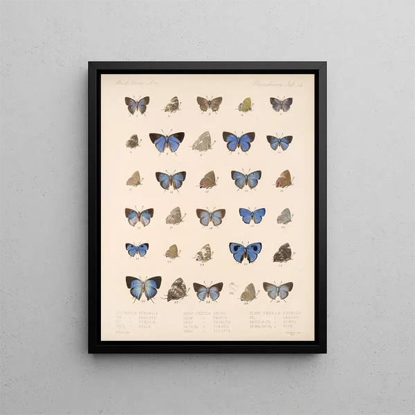 Insecten Lepidoptera Rhopalocera Pl 055 - Frederick DuCane Godman — ingelijst kunstwerk aan de muur