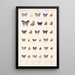 Insecta Lepidoptera Rhopalocera Pl 057 - Frederick DuCane Godman — ingelijst kunstwerk aan de muur