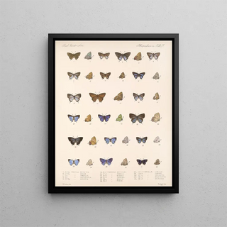 Frederick DuCane Godman - Insecta LepidopteraRhopalocera Pl 058.webp