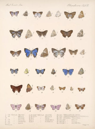 Frederick DuCane Godman - Insecta LepidopteraRhopalocera Pl 059.webp