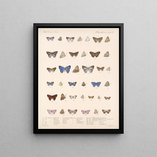 Frederick DuCane Godman - Insecta LepidopteraRhopalocera Pl 059.webp