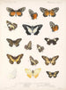 Insecten Lepidoptera Rhopalocera Pl 060 - Frederick DuCane Godman — weergave van het kunstwerk