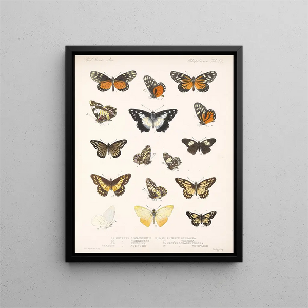 Insecten Lepidoptera Rhopalocera Pl 060 - Frederick DuCane Godman — ingelijst kunstwerk aan de muur