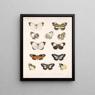Frederick DuCane Godman - Insecta LepidopteraRhopalocera Pl 063.webp
