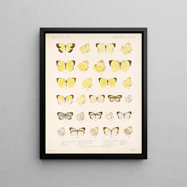 Insecten Lepidoptera Rhopalocera Pl 064 - Frederick DuCane Godman — ingelijst kunstwerk aan de muur