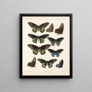 Frederick DuCane Godman - Insecta LepidopteraRhopalocera Pl 067.webp