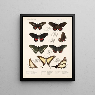 Frederick DuCane Godman - Insecta LepidopteraRhopalocera Pl 068.webp