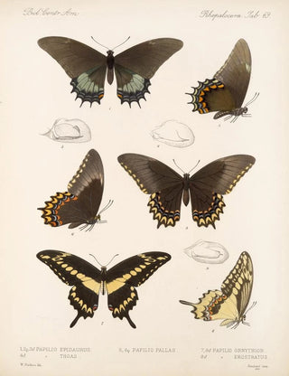 Frederick DuCane Godman - Insecta LepidopteraRhopalocera Pl 070.webp