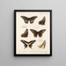 Insecten Lepidoptera Rhopalocera Pl 070 - Frederick DuCane Godman — ingelijst kunstwerk aan de muur