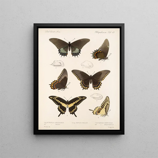 Frederick DuCane Godman - Insecta LepidopteraRhopalocera Pl 070.webp