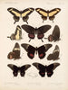 Insecten Lepidoptera Rhopalocera Pl 071 - Frederick DuCane Godman — weergave van het kunstwerk
