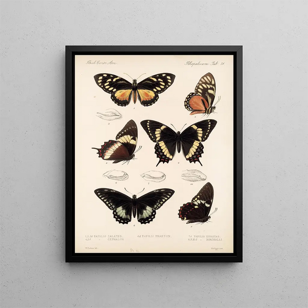 Insecten Lepidoptera Rhopalocères Pl 072 - Frederick DuCane Godman — ingelijst kunstwerk aan de muur