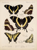 Insecten Lepidoptera Rhopalocères Pl 073 - Frederick DuCane Godman — weergave van het kunstwerk