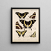 Insecten Lepidoptera Rhopalocères Pl 073 - Frederick DuCane Godman — ingelijst kunstwerk aan de muur