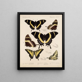 Frederick DuCane Godman - Insecta LepidopteraRhopalocera Pl 073.webp