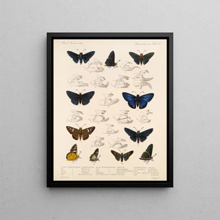 Frederick DuCane Godman - Insecta LepidopteraRhopalocera Pl 074.webp