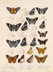 Insecten Lepidoptera Rhopalocères Pl 075 - Frederick DuCane Godman — weergave van het kunstwerk