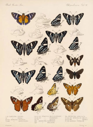 Frederick DuCane Godman - Insecta LepidopteraRhopalocera Pl 075.webp