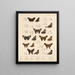 Insecten Lepidoptera Rhopalocères Pl 076 - Frederick DuCane Godman — ingelijst kunstwerk aan de muur