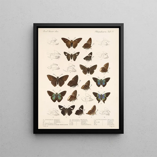 Frederick DuCane Godman - Insecta LepidopteraRhopalocera Pl 078.webp