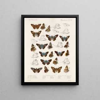Frederick DuCane Godman - Insecta LepidopteraRhopalocera Pl 106.webp