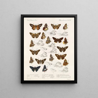 Frederick DuCane Godman - Insecta LepidopteraRhopalocera Pl 107.webp