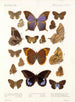 Insecten Lepidoptera Rhopalocera Pl 108 - Frederick DuCane Godman — weergave van het kunstwerk