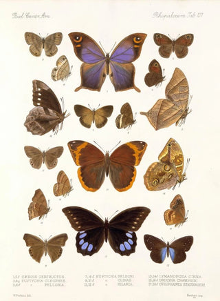 Frederick DuCane Godman - Insecta LepidopteraRhopalocera Pl 108.webp