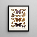 Insecten Lepidoptera Rhopalocera Pl 108 - Frederick DuCane Godman — ingelijst kunstwerk aan de muur