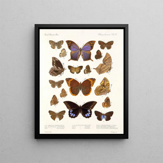 Frederick DuCane Godman - Insecta LepidopteraRhopalocera Pl 108.webp