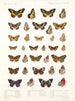 Insecten Lepidoptera Rhopalocères Pl 109 - Frederick DuCane Godman — weergave van het kunstwerk