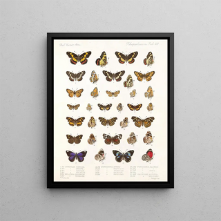 Frederick DuCane Godman - Insecta LepidopteraRhopalocera Pl 109.webp