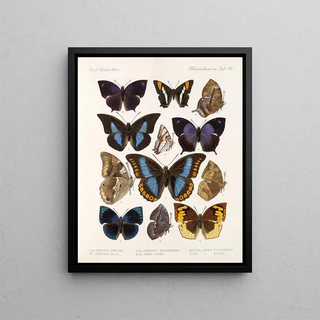 Frederick DuCane Godman - Insecta LepidopteraRhopalocera Pl 110.webp